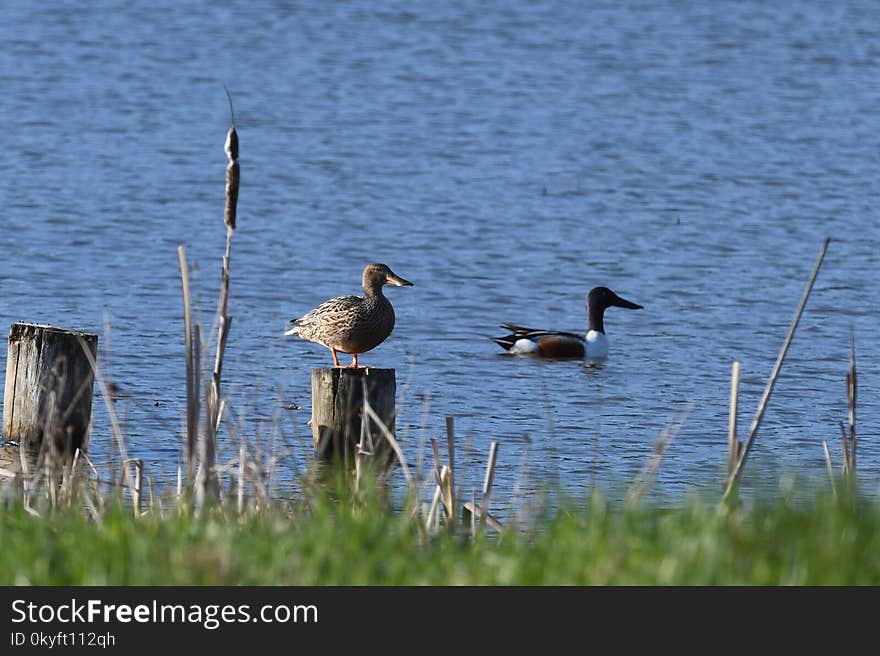 Bird, Ecosystem, Fauna, Water Bird