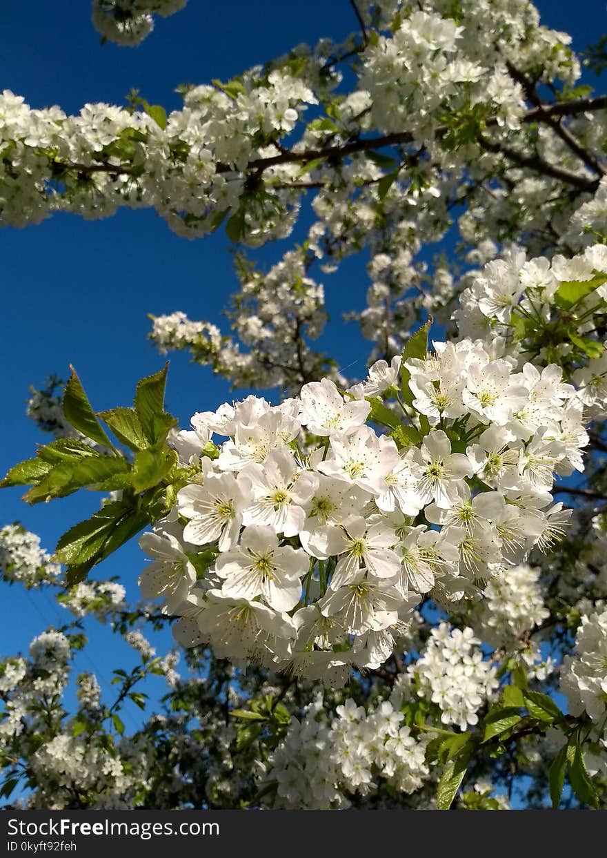 Blue, Blossom, Spring, Sky