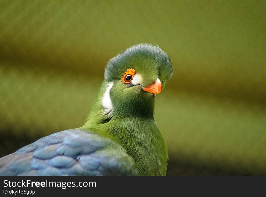 Beak, Bird, Fauna, Close Up