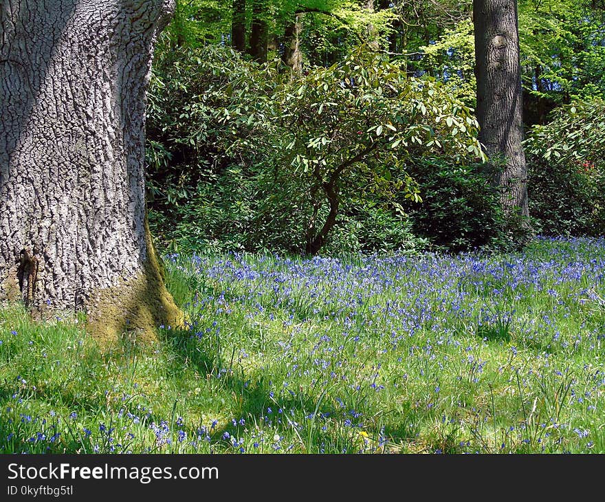 Woodland, Ecosystem, Vegetation, Nature Reserve