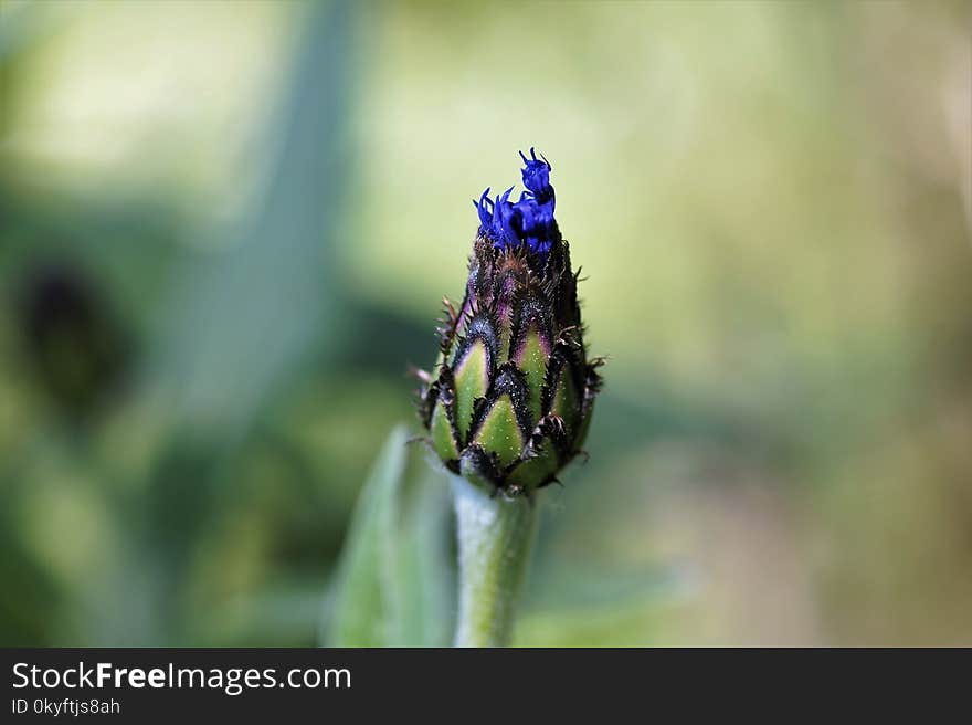 Insect, Close Up, Macro Photography, Membrane Winged Insect