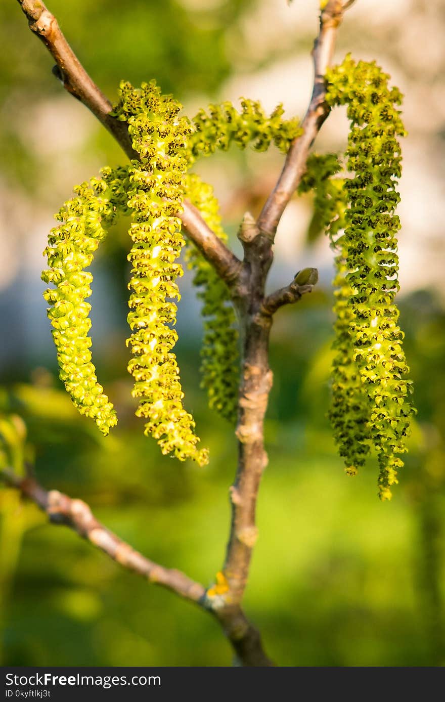 Branch, Spring, Close Up, Twig