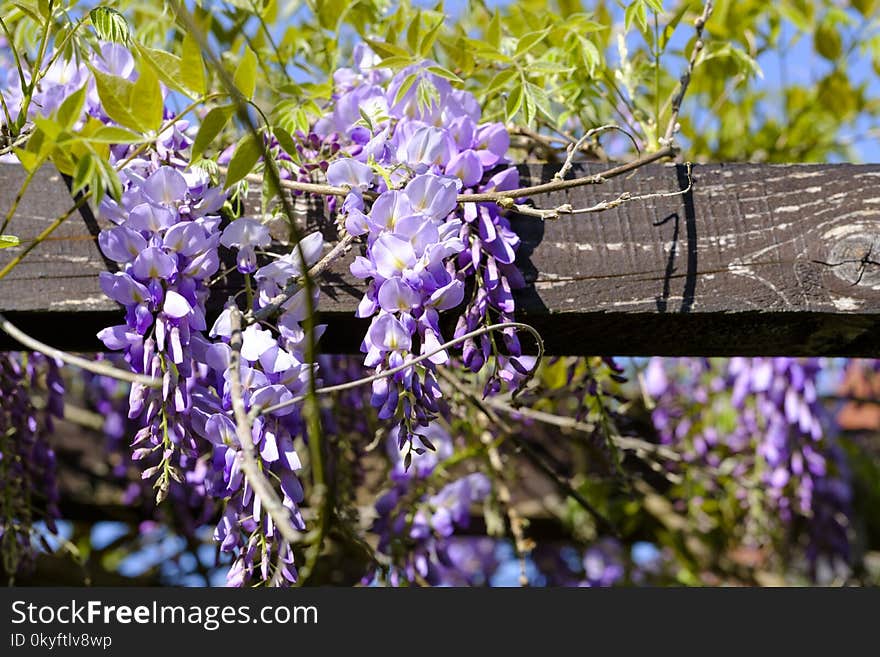 Flower, Flora, Purple, Lilac