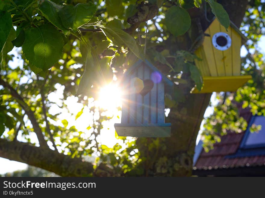 Branch, Tree, Leaf, Sunlight