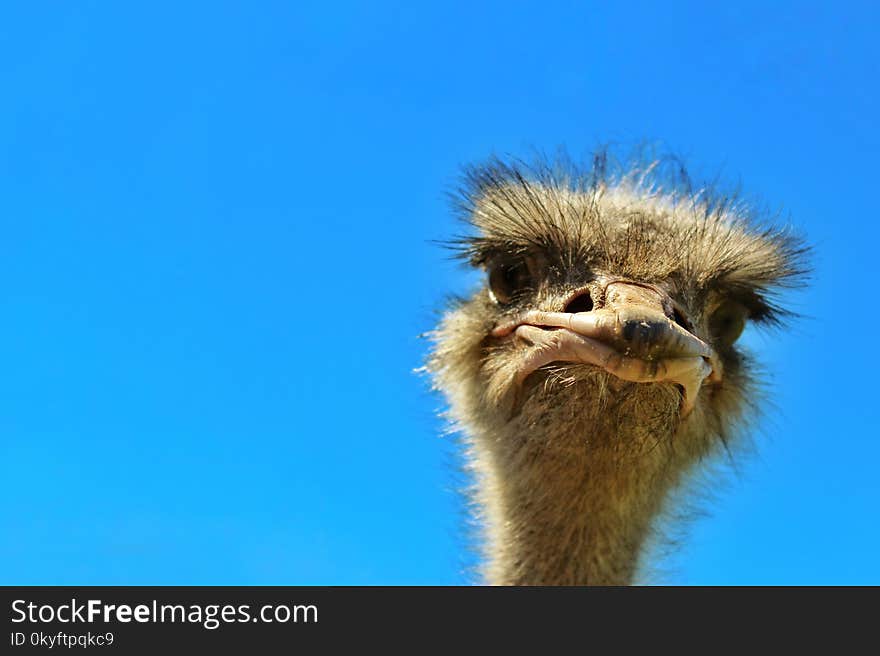 Ostrich, Ratite, Beak, Sky