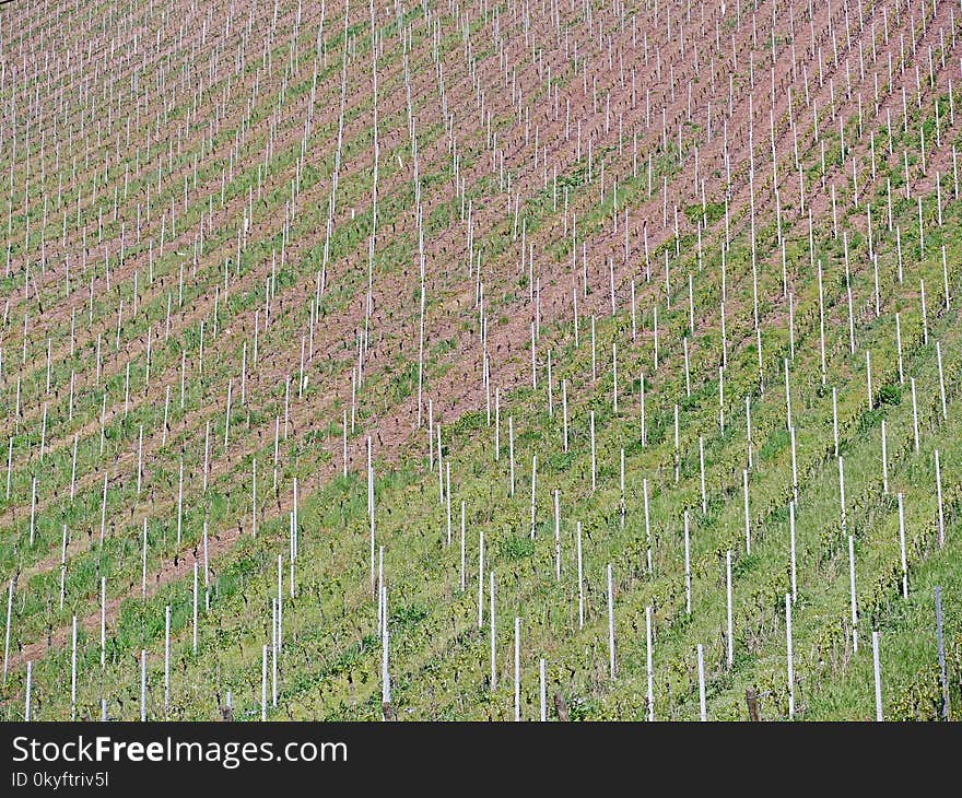 Agriculture, Field, Crop, Vineyard