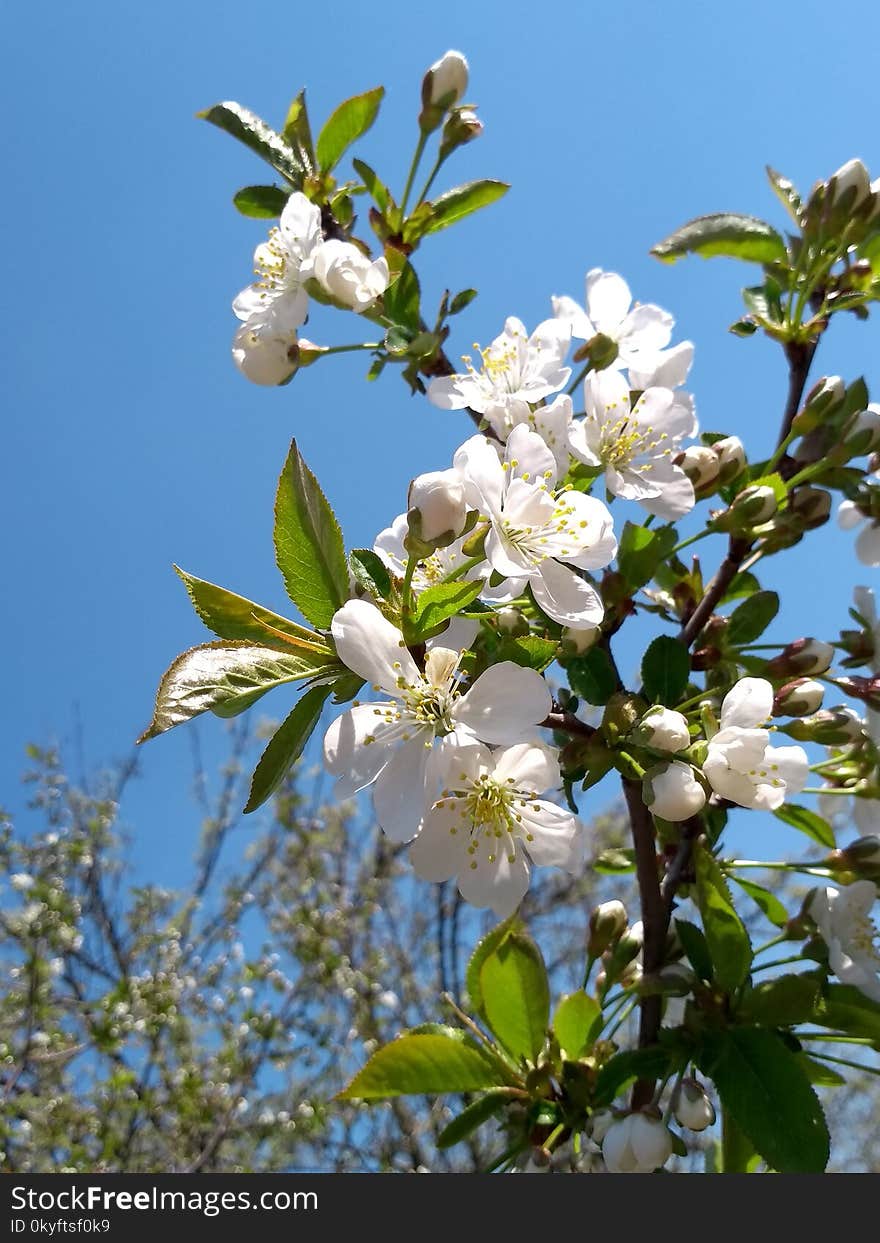 Blossom, Branch, Plant, Spring