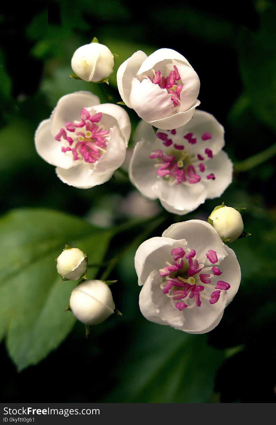 Flower, Flowering Plant, Plant, Blossom