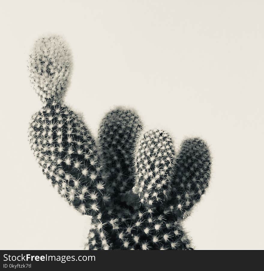 Cactus, Flowering Plant, Caryophyllales