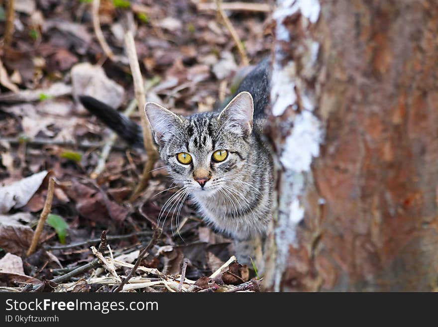 Cat, Fauna, Mammal, Small To Medium Sized Cats