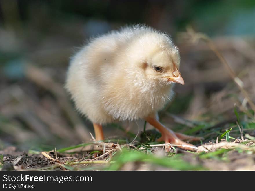 Bird, Chicken, Galliformes, Beak