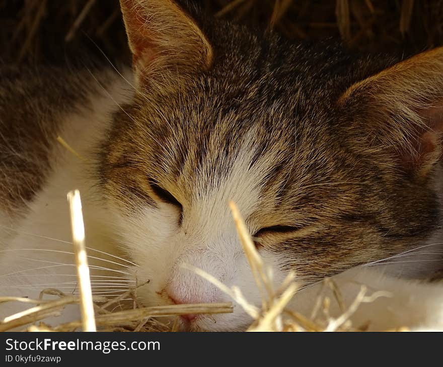 Cat, Whiskers, Fauna, Mammal