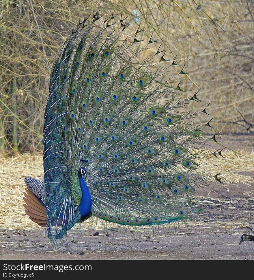 Peafowl, Fauna, Feather, Galliformes