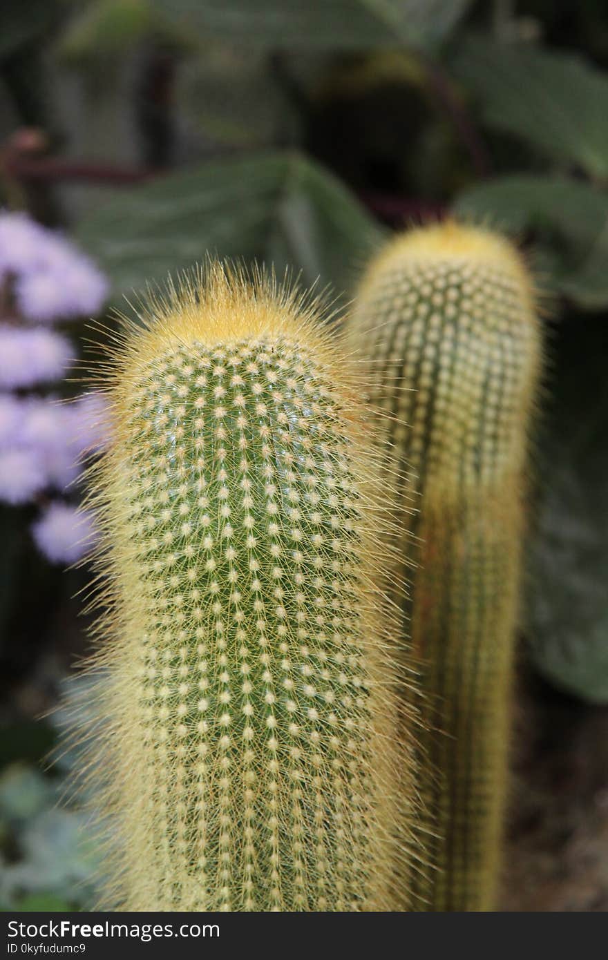 Plant, Cactus, Flowering Plant, Thorns Spines And Prickles