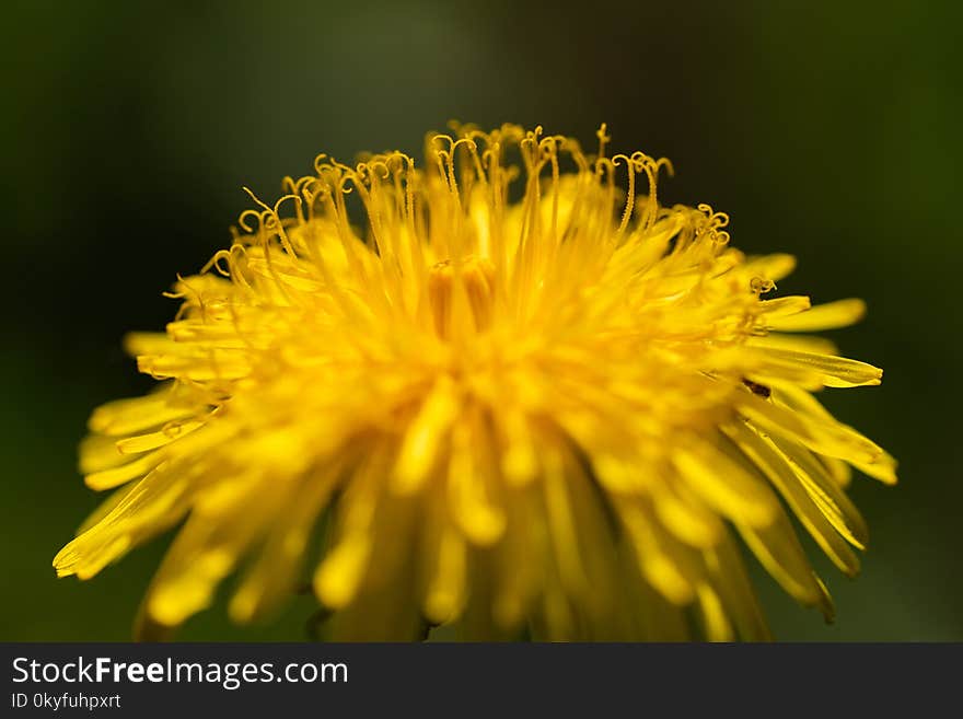 Flower, Yellow, Dandelion, Sow Thistles