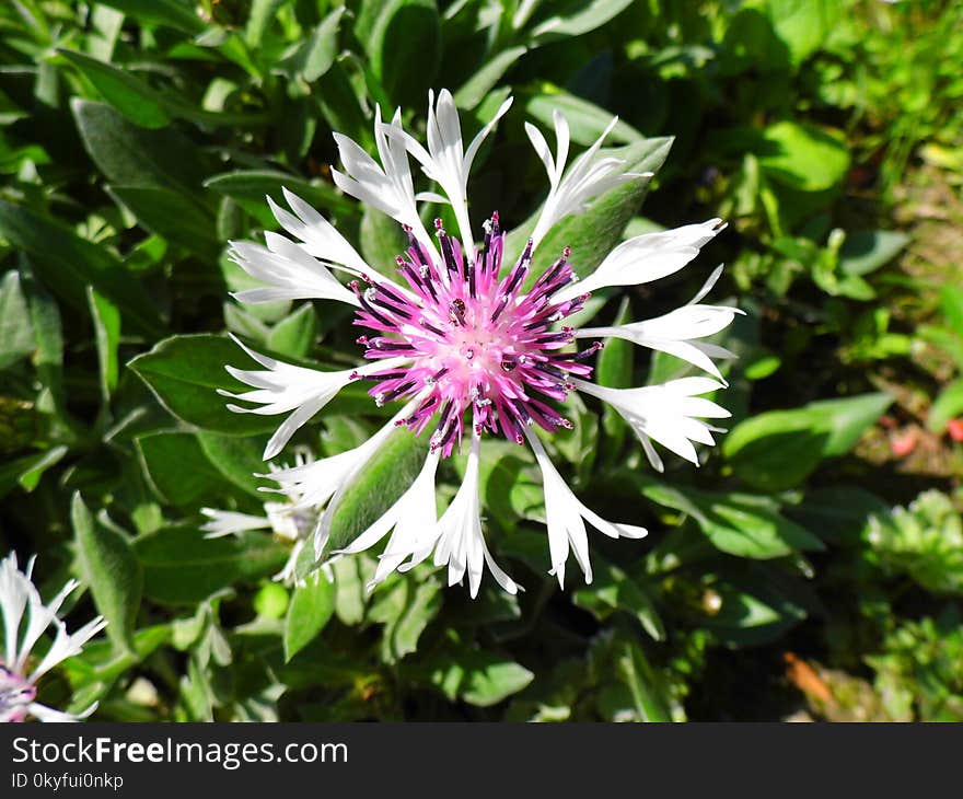 Flower, Plant, Flora, Flowering Plant