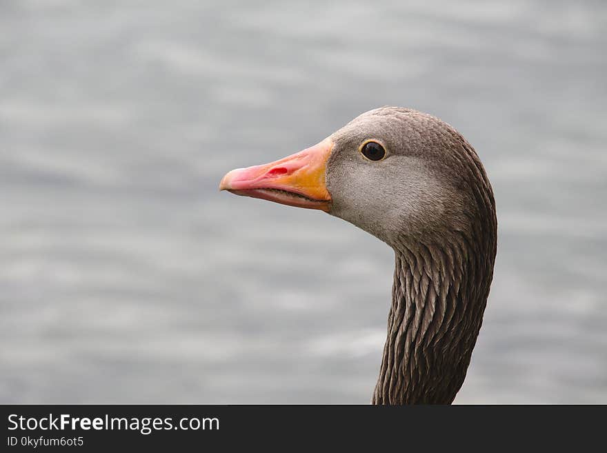 Beak, Bird, Water Bird, Fauna