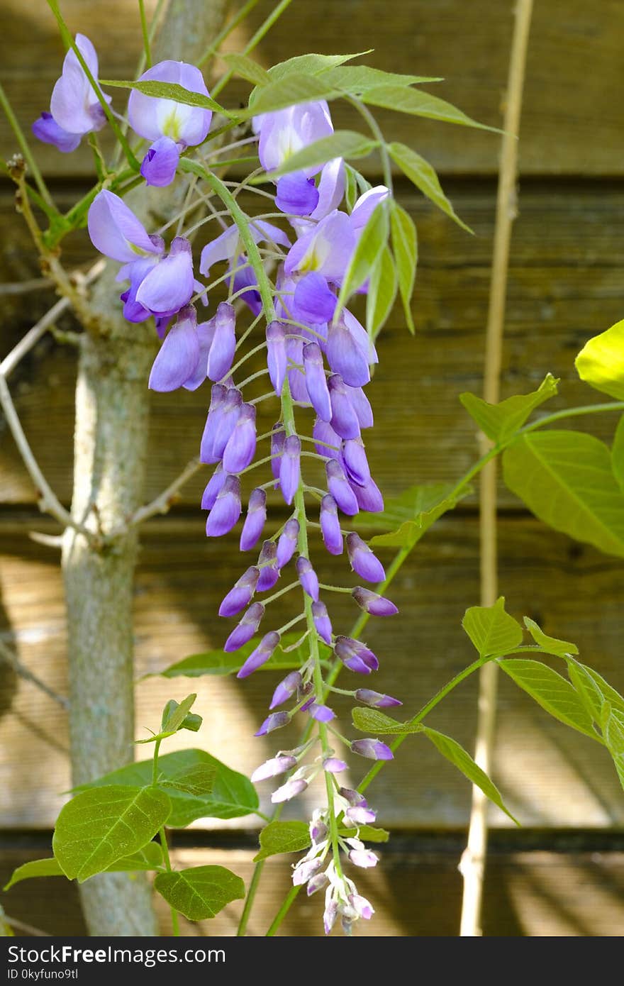 Plant, Flora, Flower, Flowering Plant