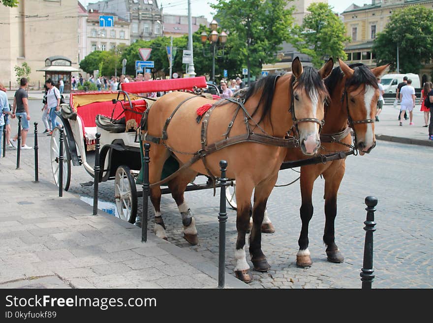 Carriage, Horse Harness, Horse And Buggy, Mode Of Transport