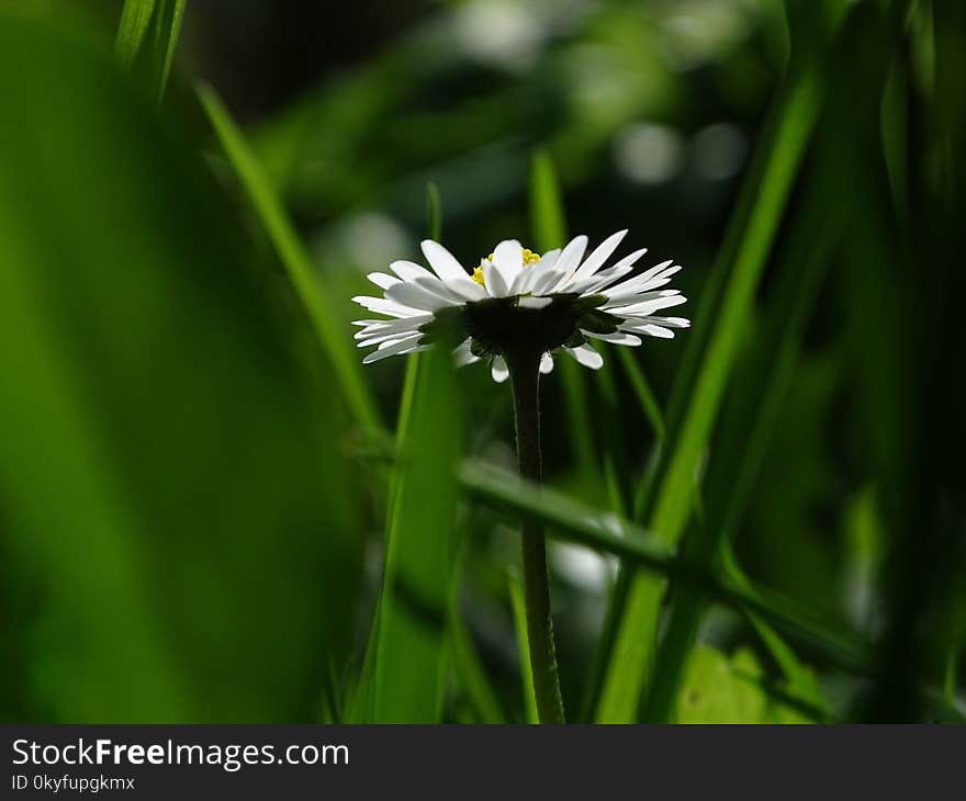 Flower, Flora, Grass, Plant