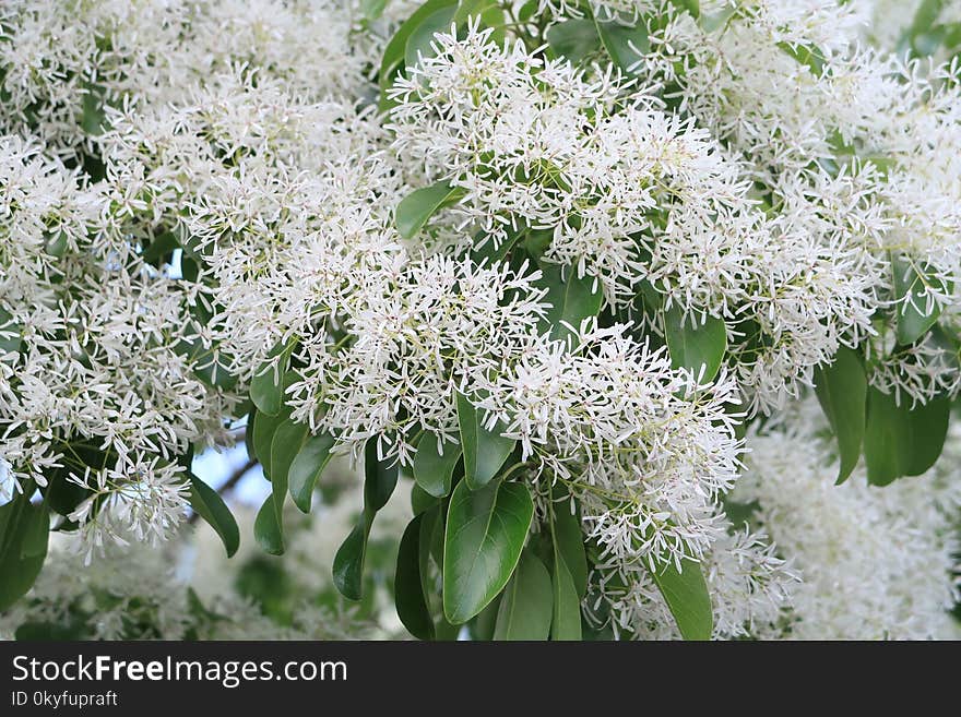 Plant, Flora, Flower, Spring