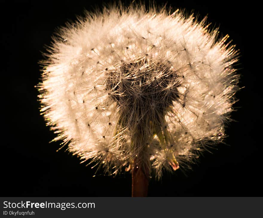 Flower, Dandelion, Close Up, Flora