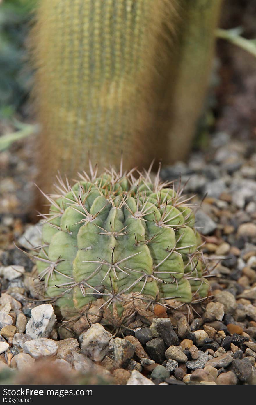 Plant, Cactus, Vegetation, Thorns Spines And Prickles