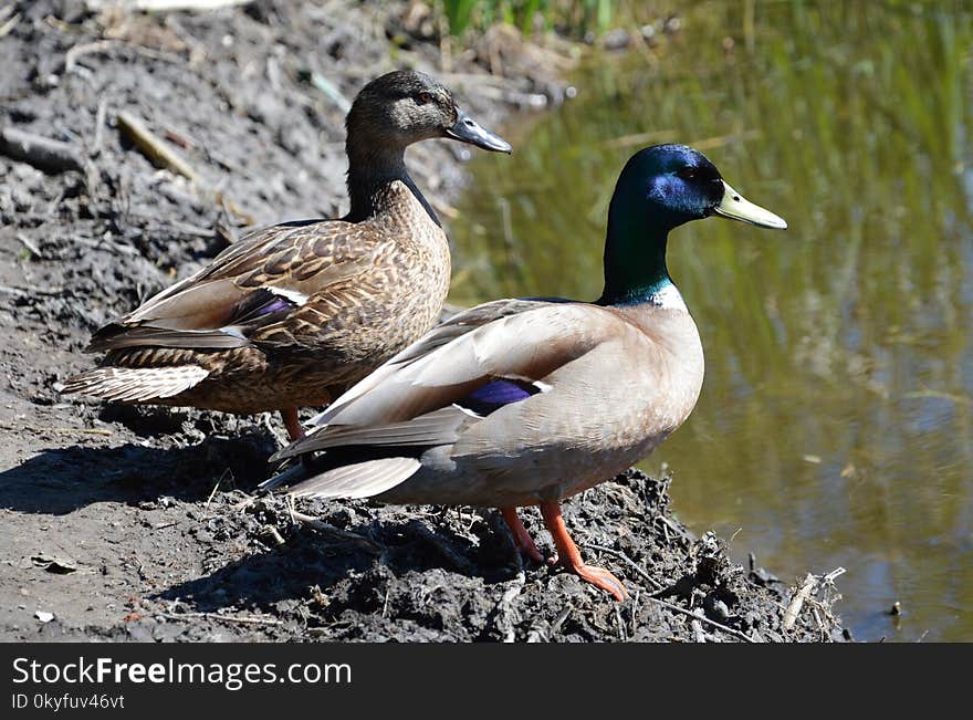 Bird, Duck, Mallard, Water Bird