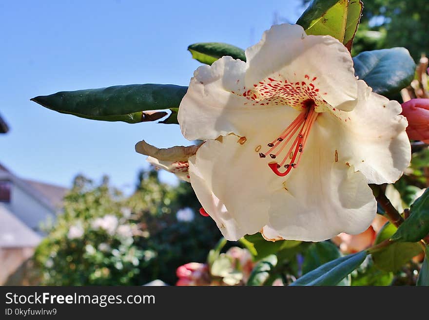 Flower, White, Plant, Flora