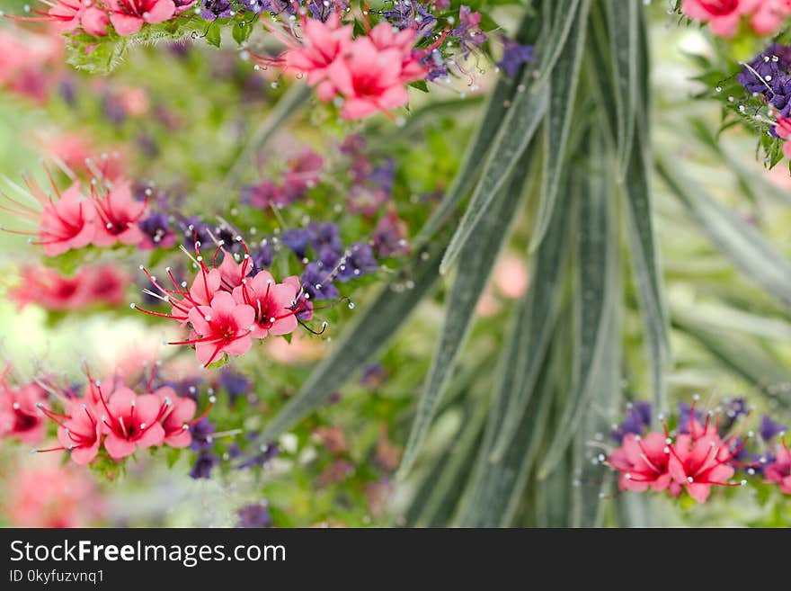 Flower, Plant, Flora, Flowering Plant