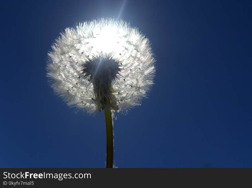 Sky, Blue, Flower, Dandelion