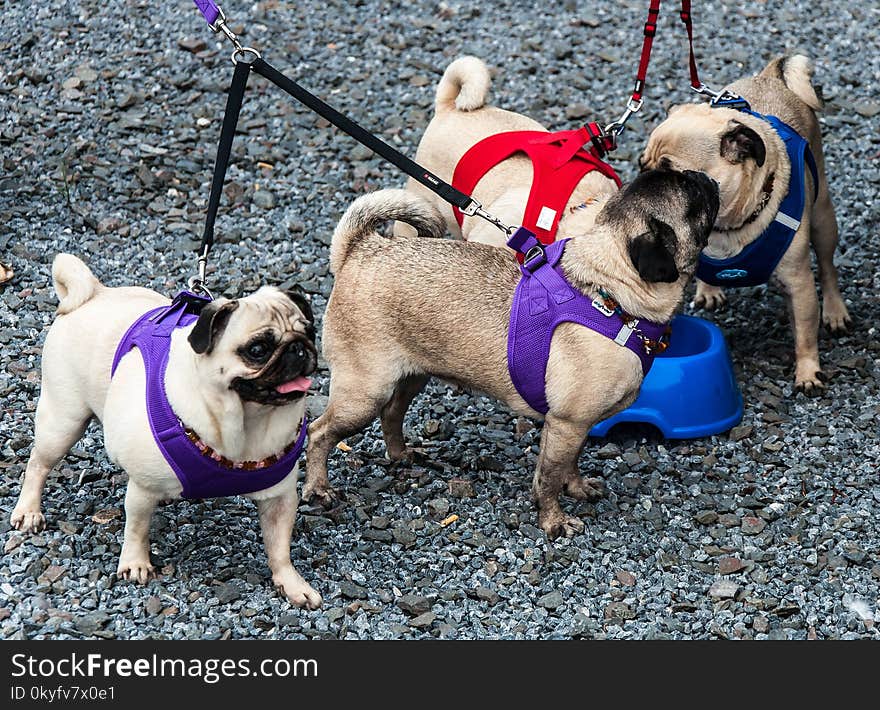 Pug, Dog, Dog Like Mammal, Dog Breed