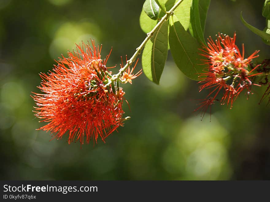 Rambutan, Flora, Vegetation, Plant