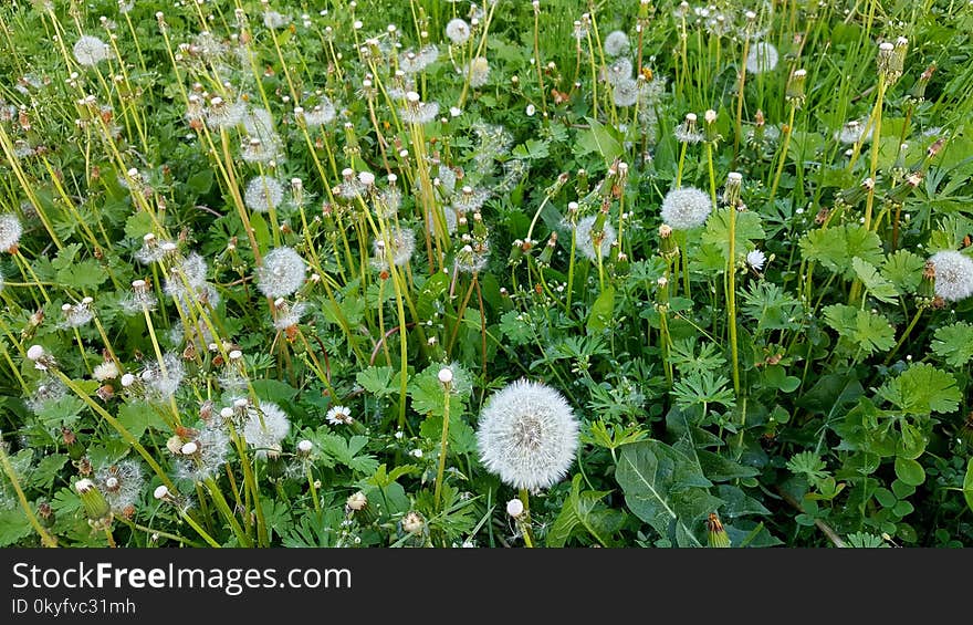 Plant, Flower, Flora, Grass