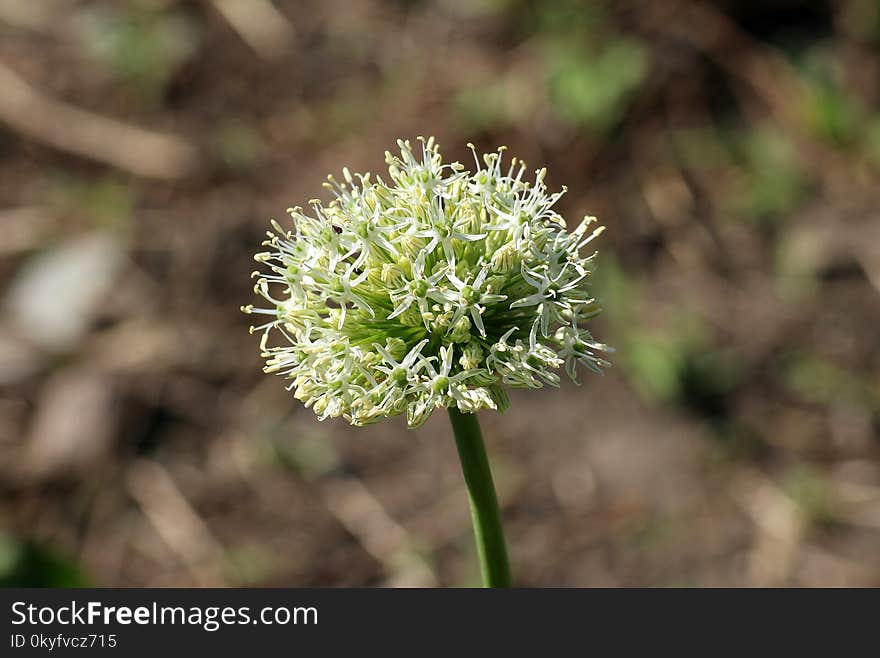 Plant, Flora, Onion Genus, Flower