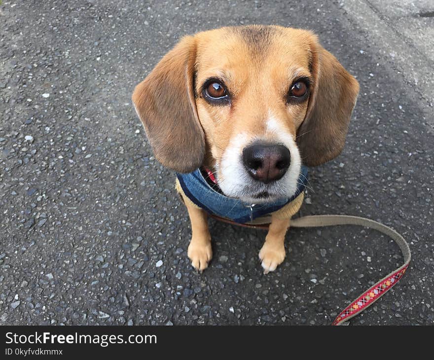 Dog, Dog Breed, Beagle, Dog Like Mammal