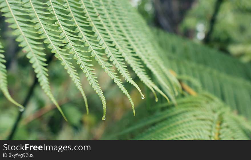 Vegetation, Leaf, Close Up, Plant