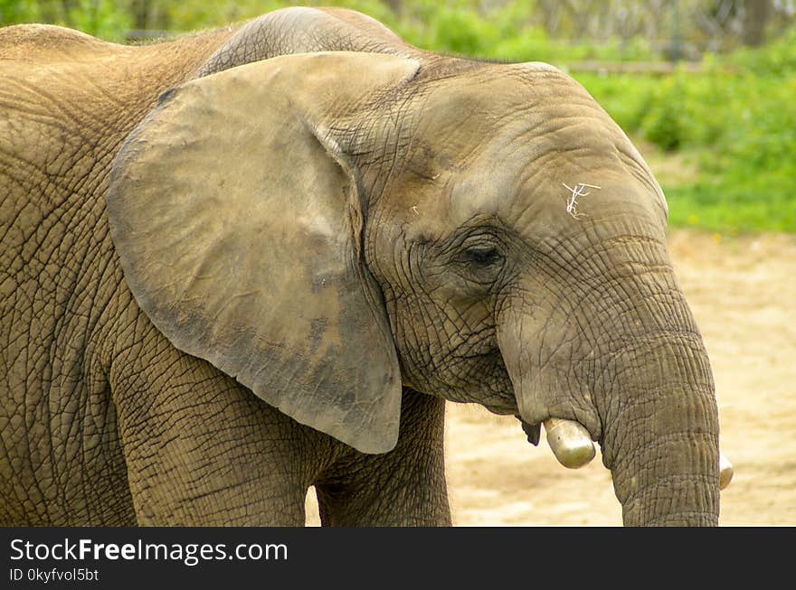 Elephant, Elephants And Mammoths, Terrestrial Animal, Wildlife