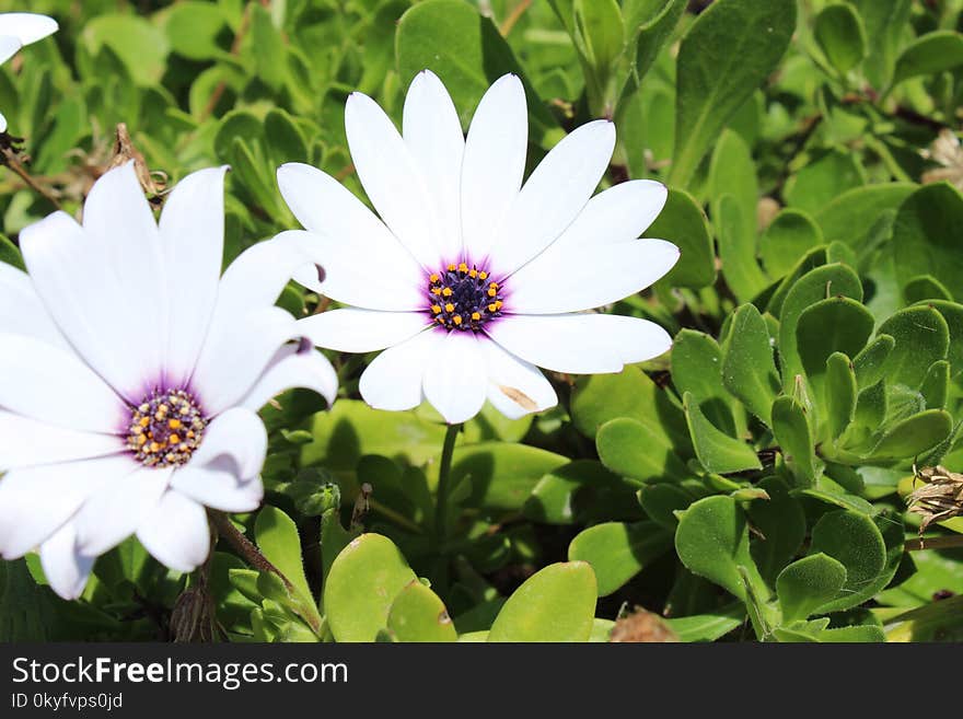 Flower, Plant, Flora, Flowering Plant