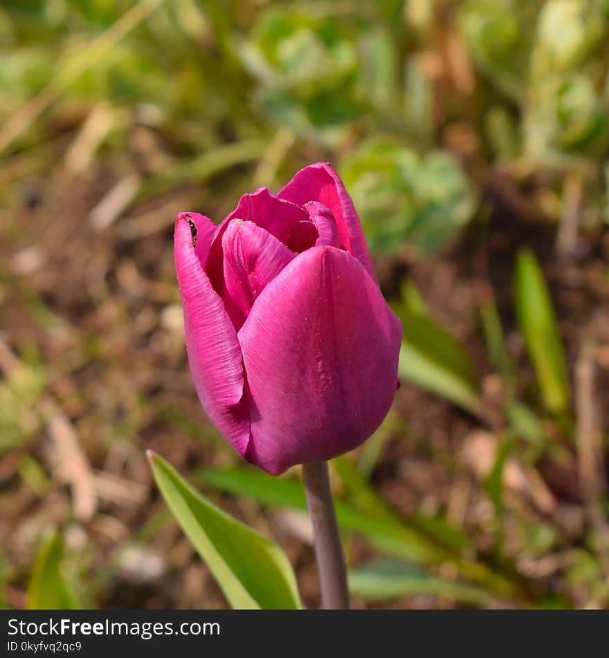 Flower, Plant, Tulip, Flowering Plant