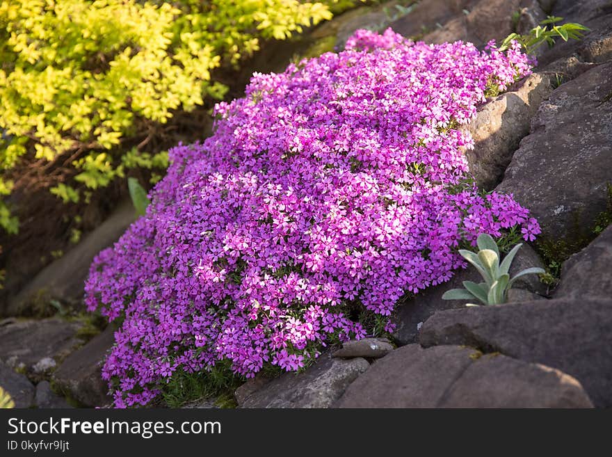 Flower, Plant, Flora, Flowering Plant