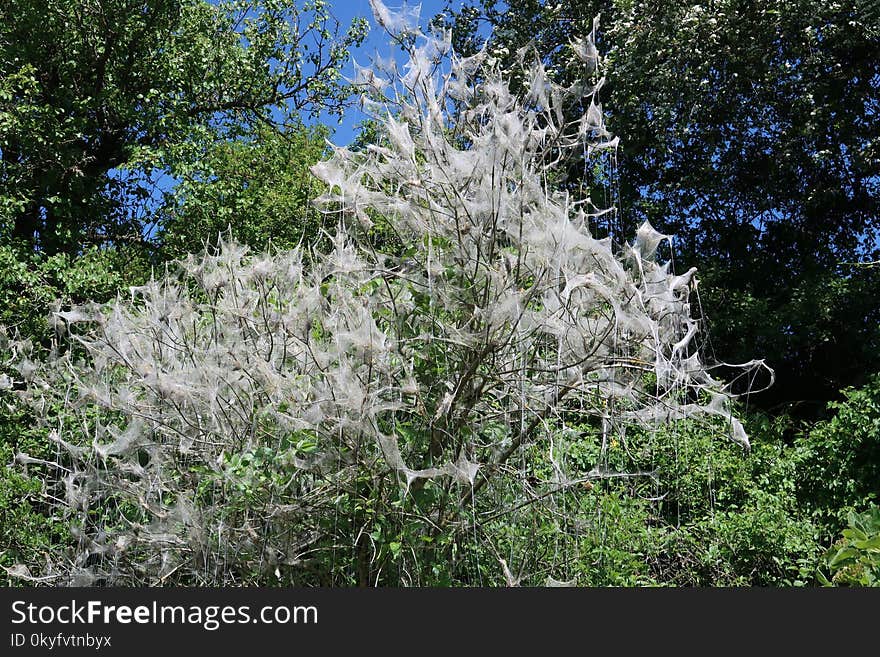 Plant, Tree, Vegetation, Flora