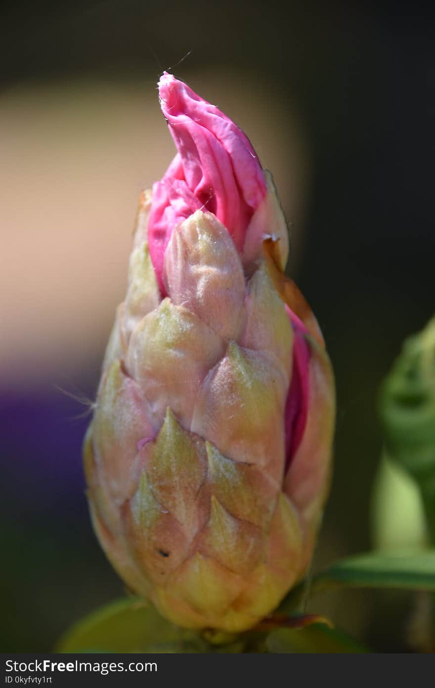 Flower, Bud, Flora, Close Up