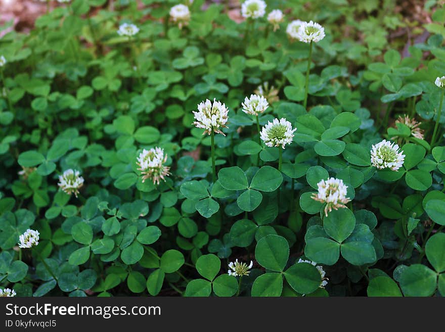 Plant, Flower, Trifolieae, Flora