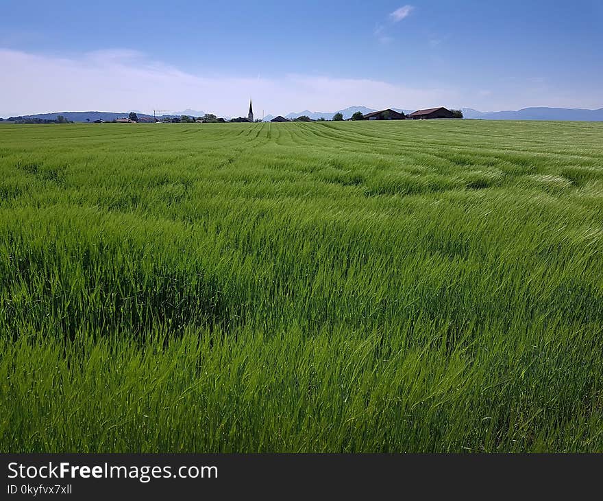 Grassland, Ecosystem, Prairie, Field