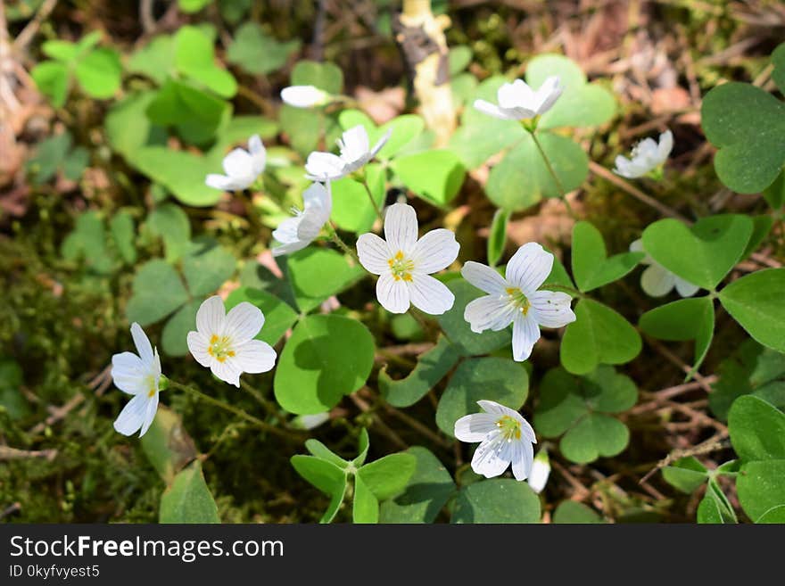 Plant, Flora, Flower, Wood Sorrel Family