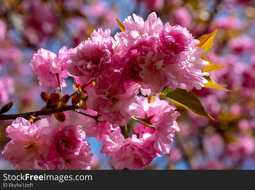 Pink, Blossom, Flower, Cherry Blossom