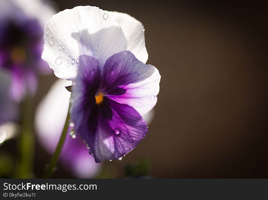 Flower, Violet, Purple, Pansy