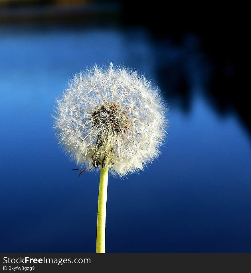 Flower, Dandelion, Sky, Close Up