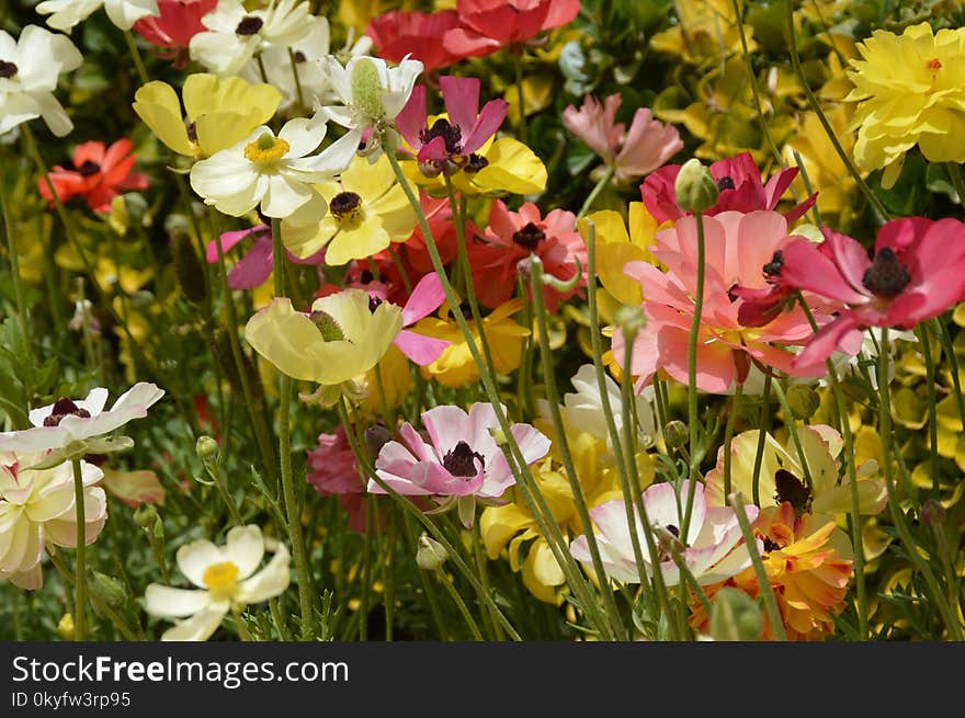 Flower, Plant, Flora, Flowering Plant